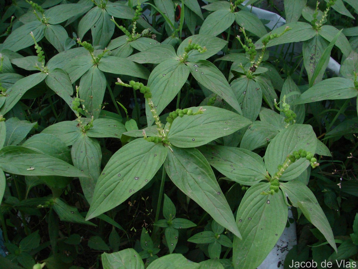 Spigelia anthelmia L.